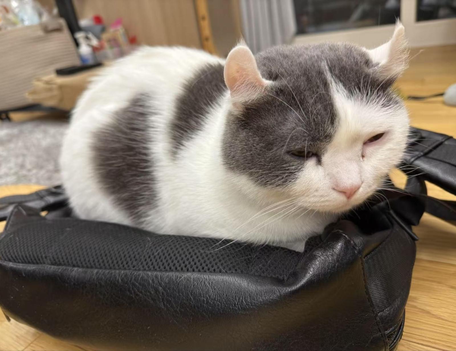 ピンク カールのブルーホワイト猫を探しています パイちゃん