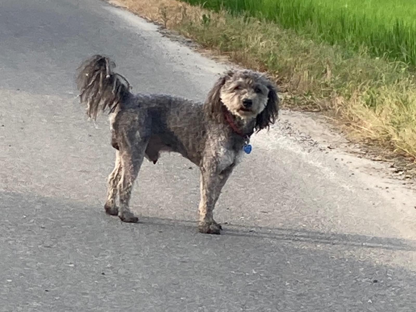 目撃された犬 目撃された犬