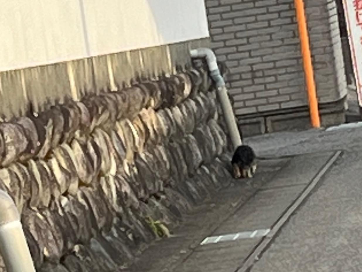 目撃された犬 目撃された犬
