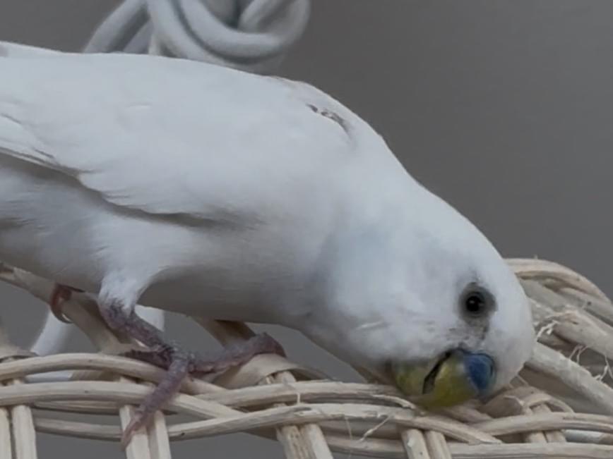 ちっちちゃん ちっちちゃん