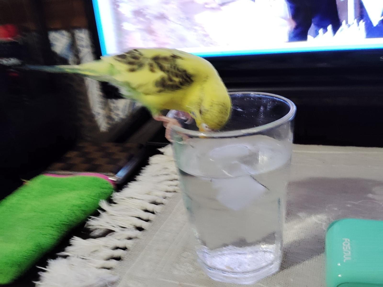 ぴーちゃん ぴーちゃん
