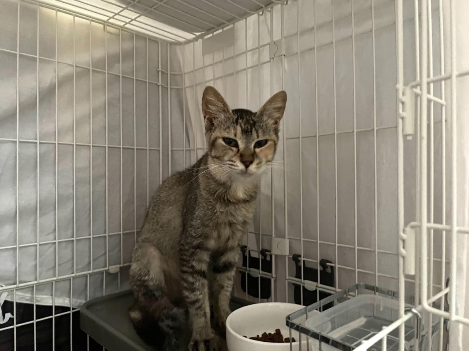保護された猫 保護された猫