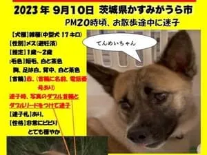 【犬まみれ様連絡用ページ】 犬まみれ撮影会(Shiba) | BLOG | フリーステッチ free stitch