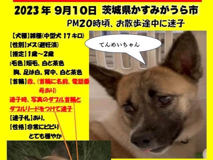 てんめいちゃん てんめいちゃん