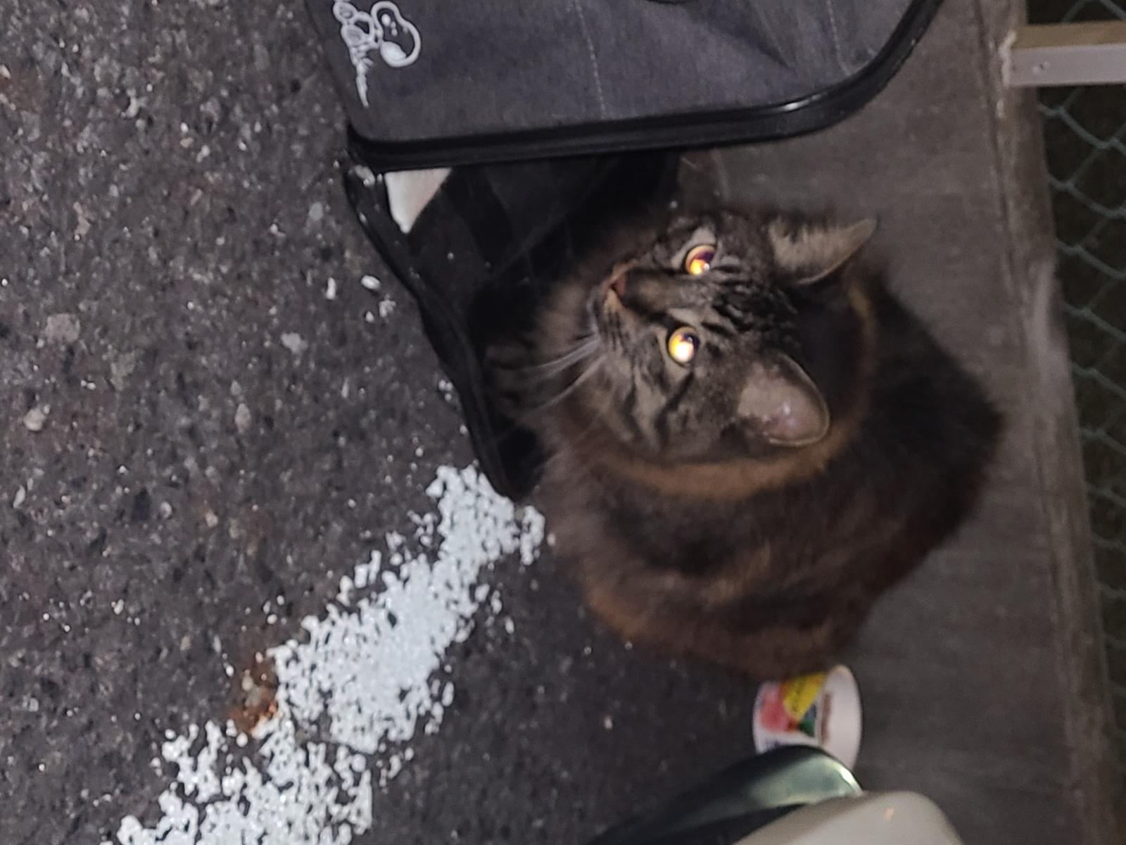 目撃された猫 目撃された猫