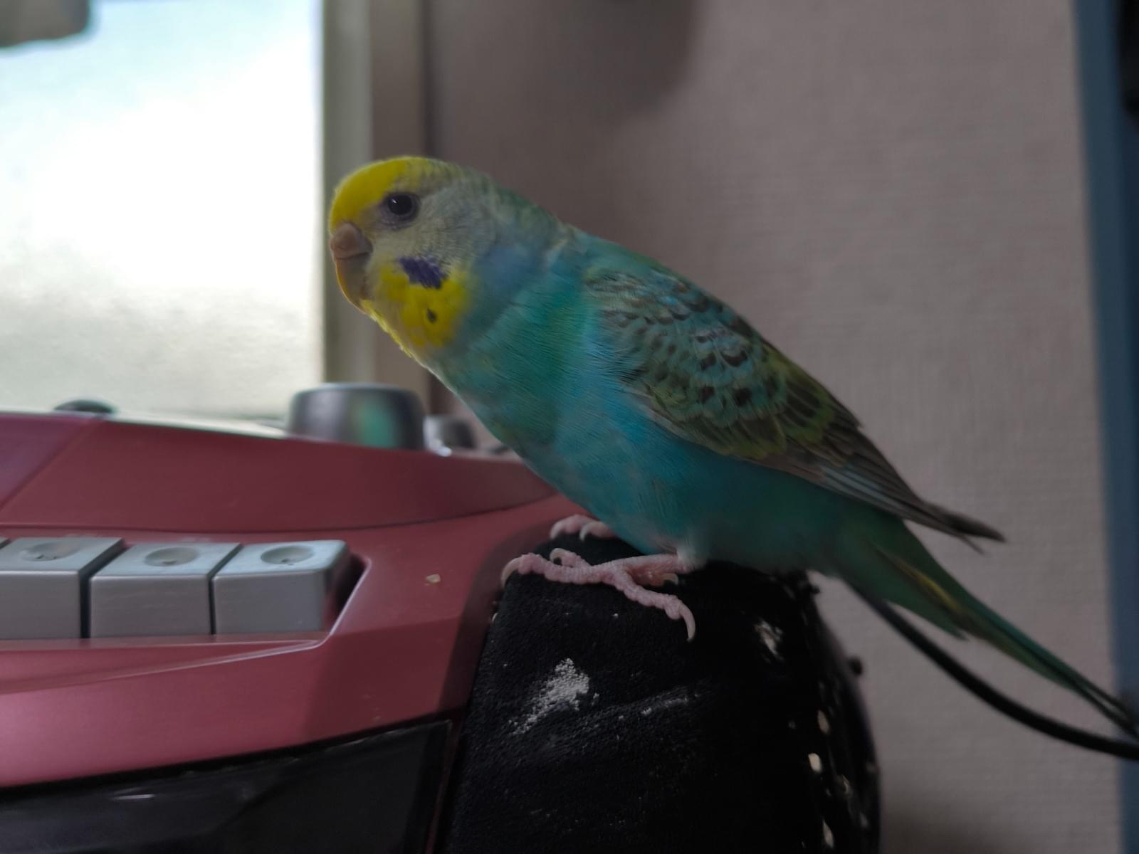 つぶちゃん つぶちゃん