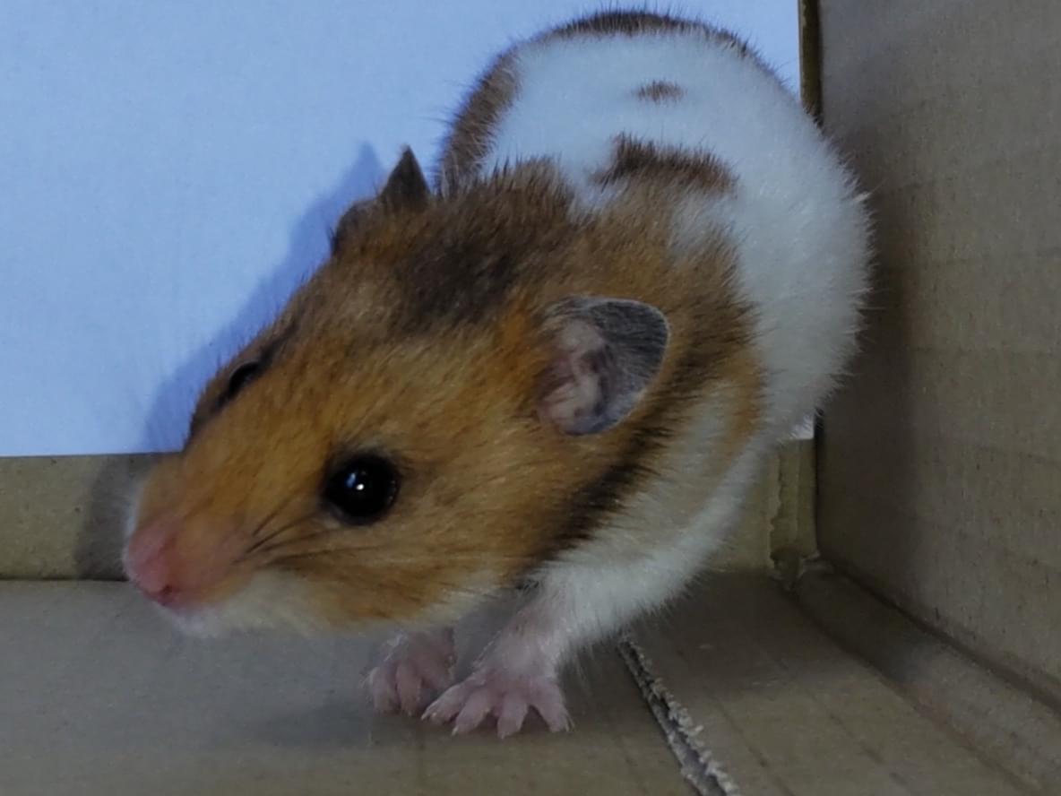 ハム太郎ちゃん