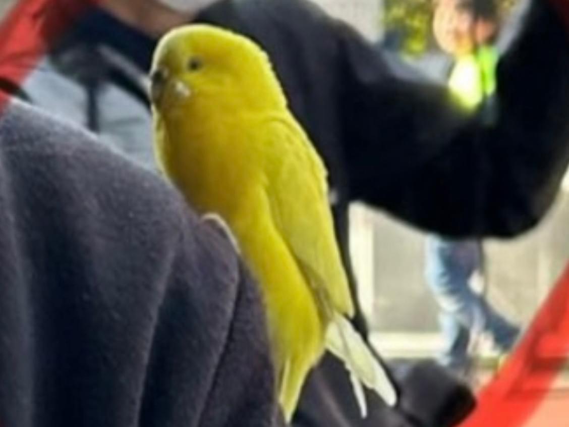 目撃された鳥 目撃された鳥