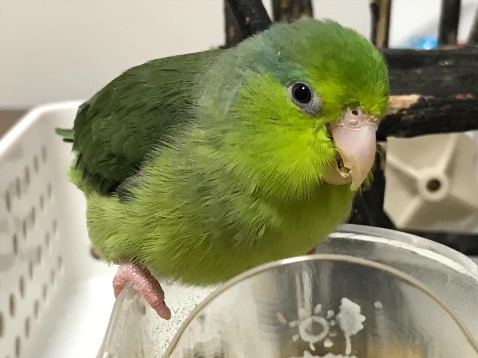 エメちゃん エメちゃん