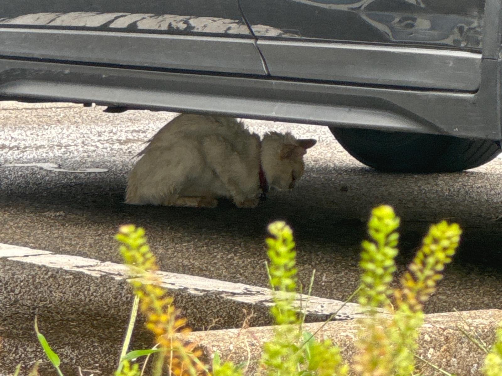 目撃された猫