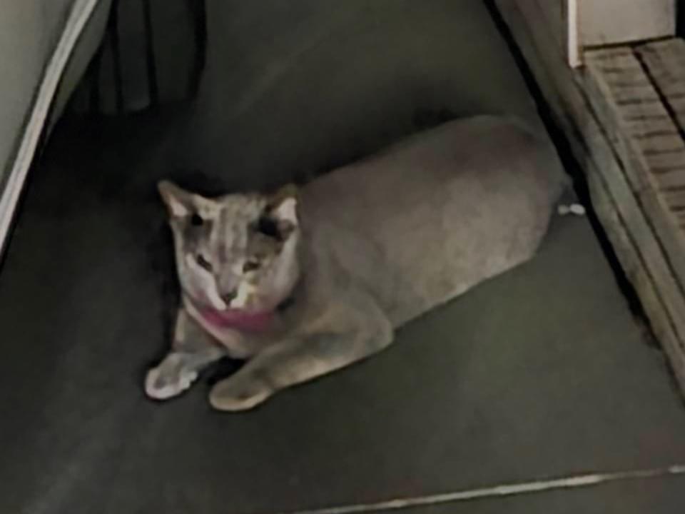 目撃された猫 目撃された猫