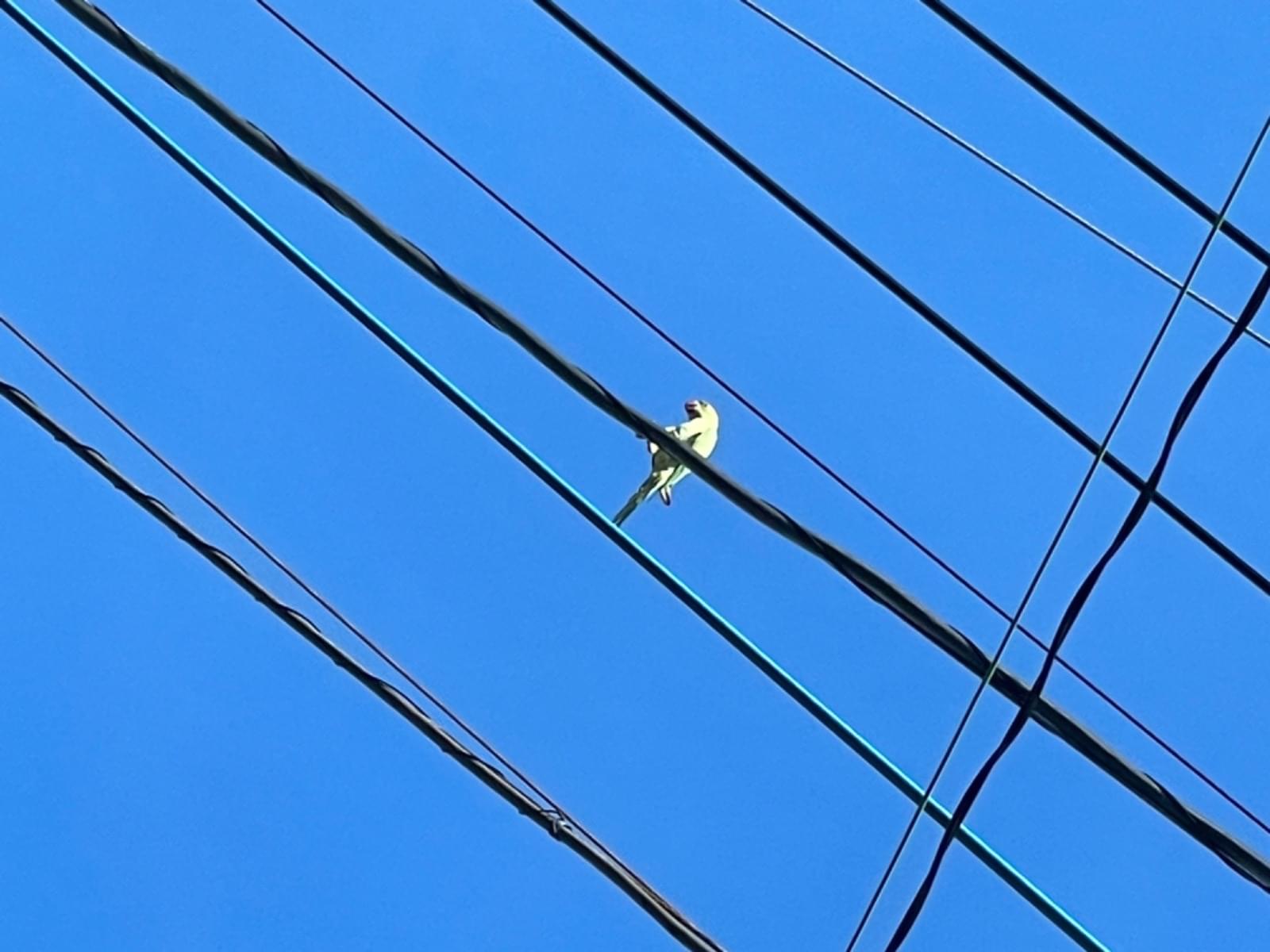 目撃された鳥 目撃された鳥