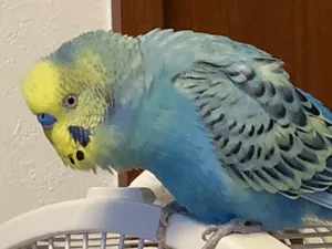 頭が黄色で水色のレインボーカラーのセキセイインコのオスを探してします 空君と自分の名前を言います