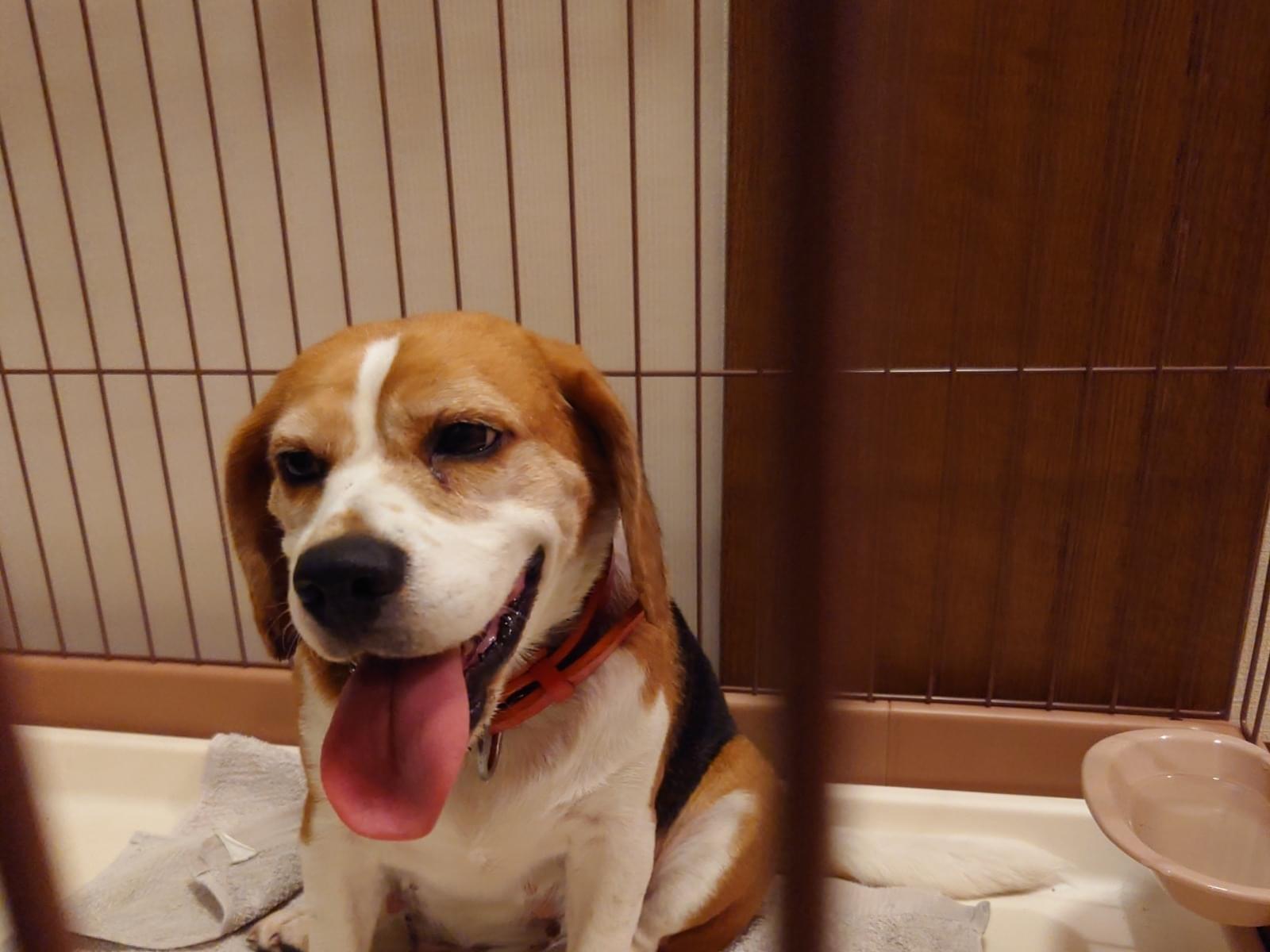 保護された犬 保護された犬