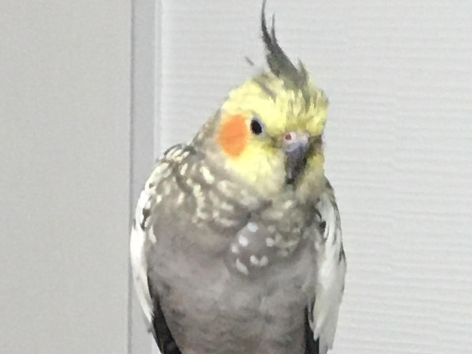 ピーコちゃん ピーコちゃん
