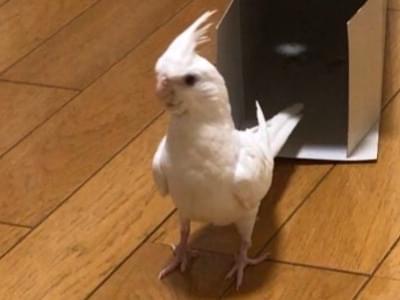 ハッピーちゃん ハッピーちゃん