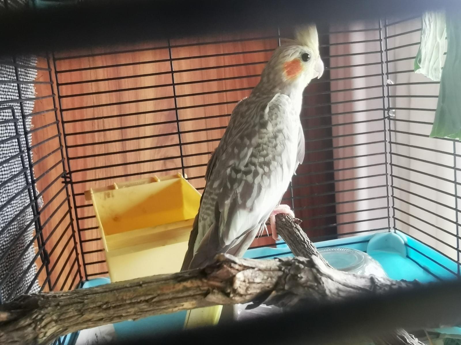 保護された鳥 保護された鳥