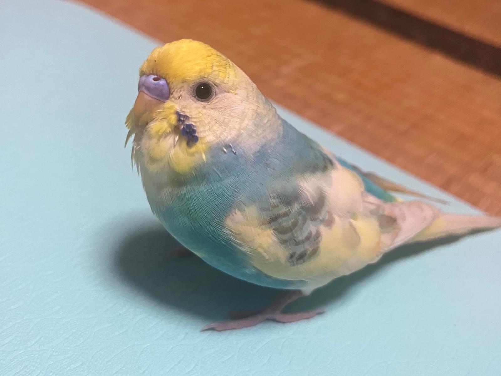 ピーちゃん