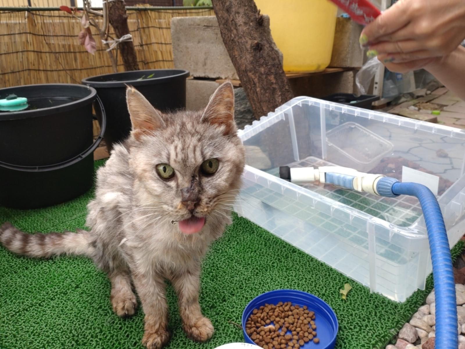 目撃された猫 目撃された猫