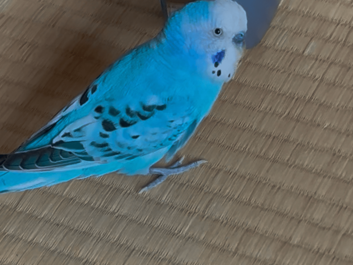 ぴーちゃん ぴーちゃん