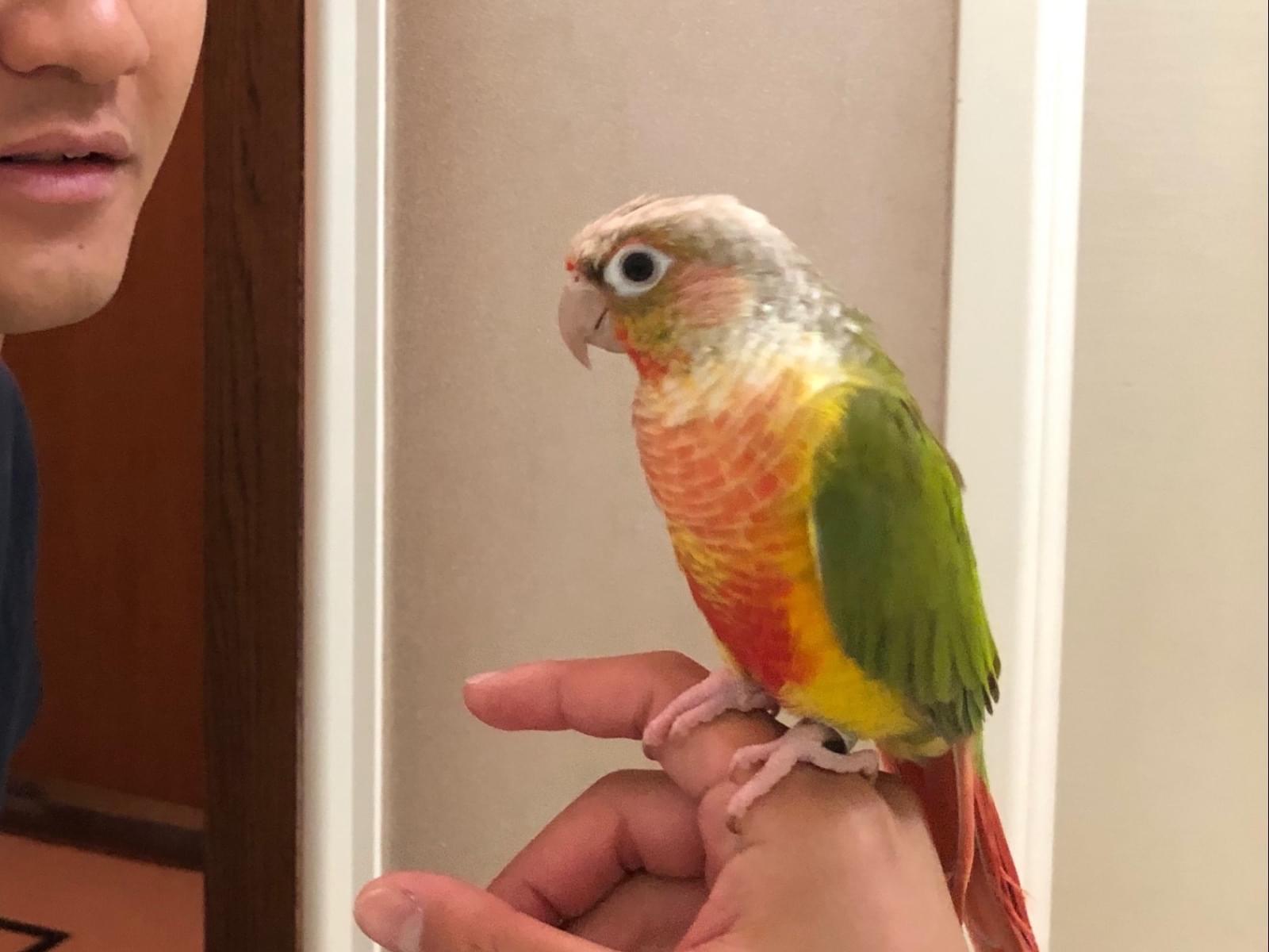 ピーゴンちゃん ピーゴンちゃん