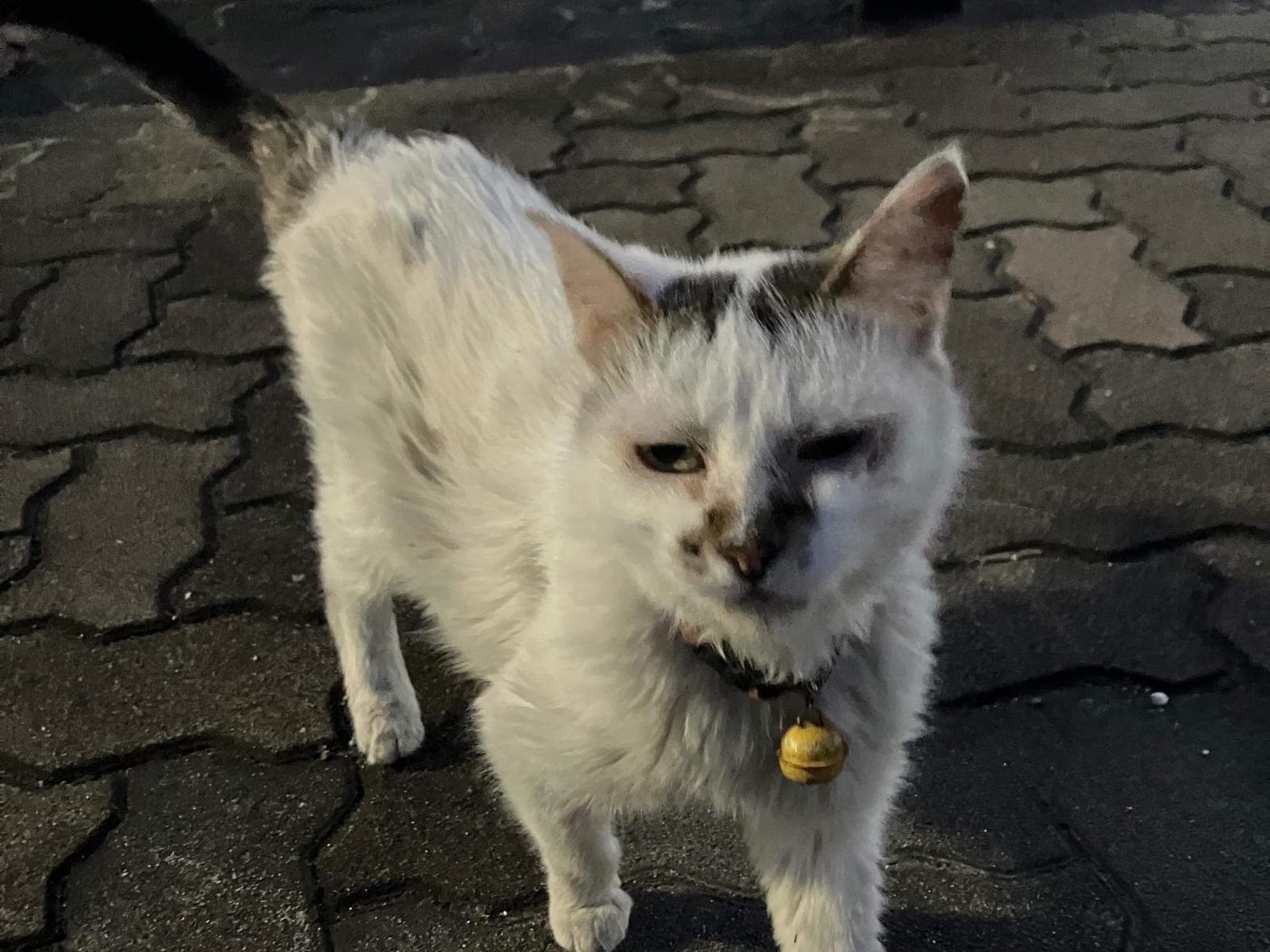 目撃された猫 目撃された猫
