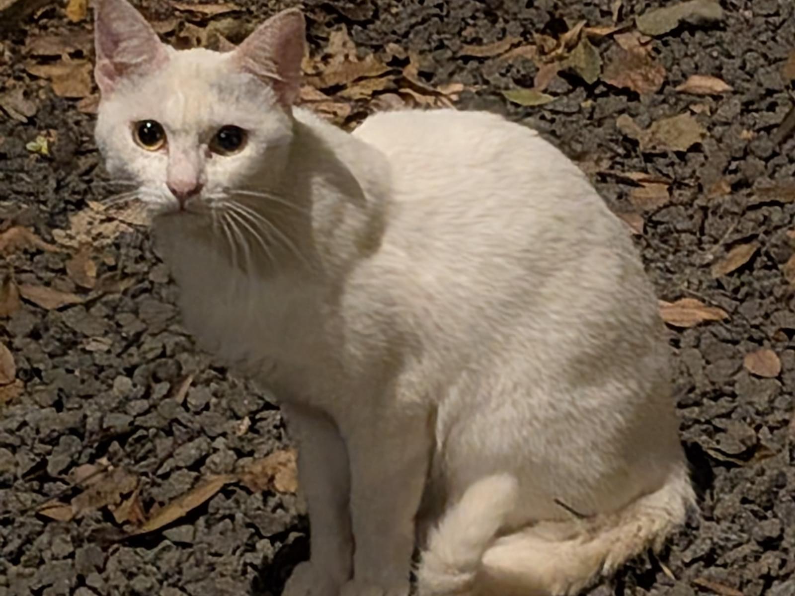 目撃された猫