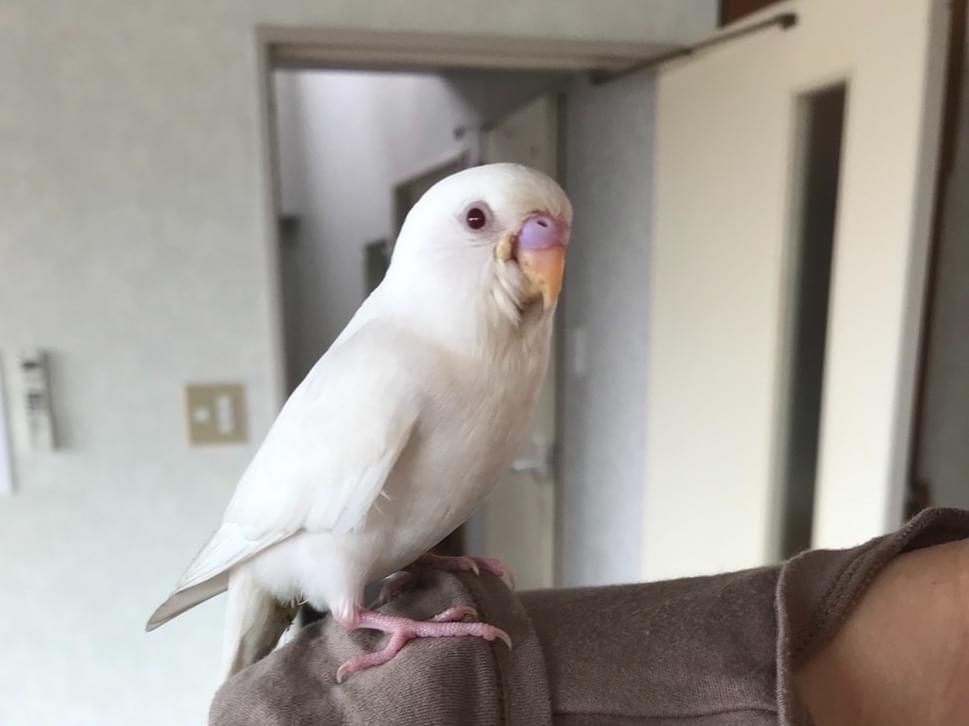 保護された鳥 保護された鳥