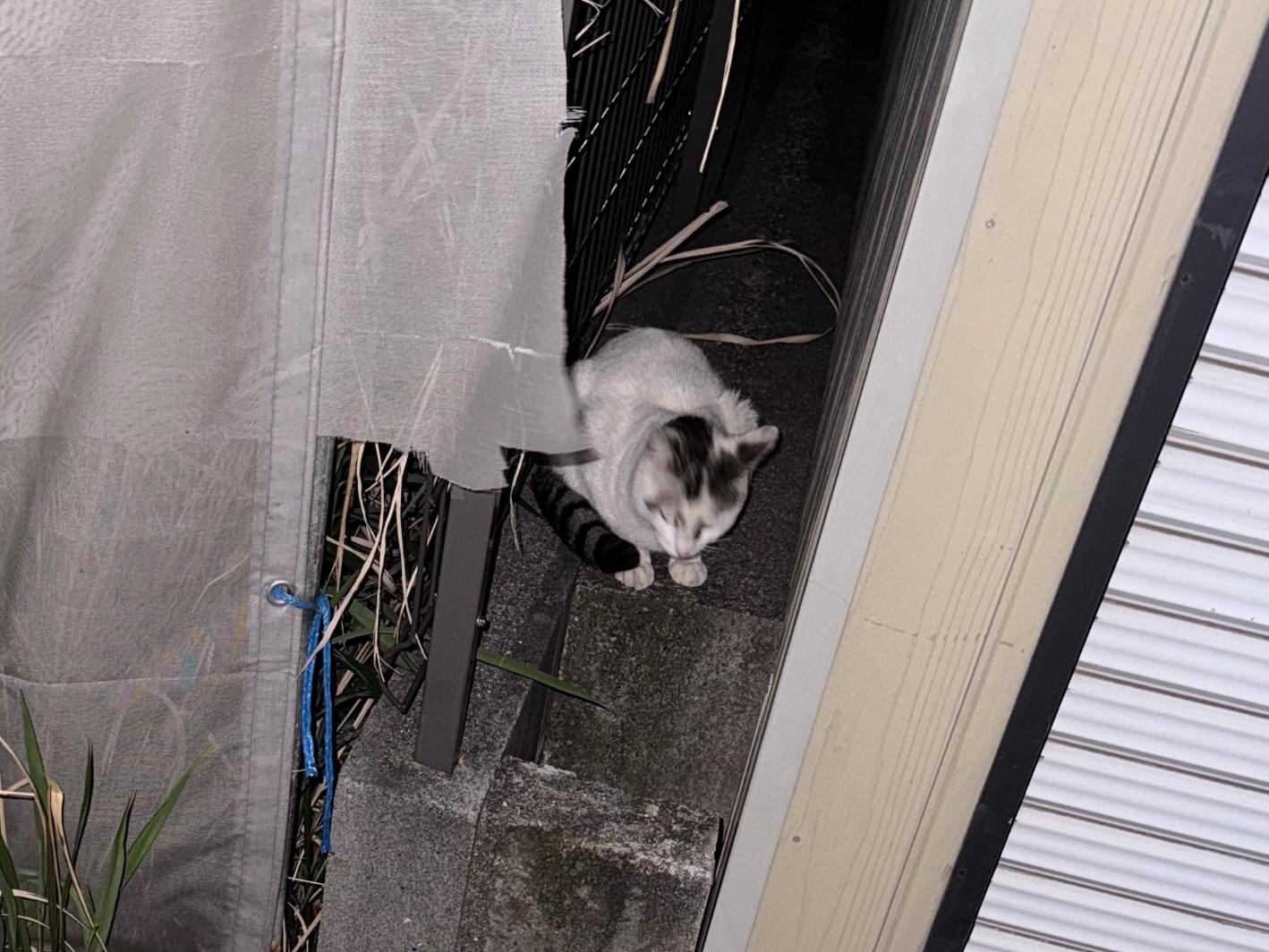 目撃された猫 目撃された猫