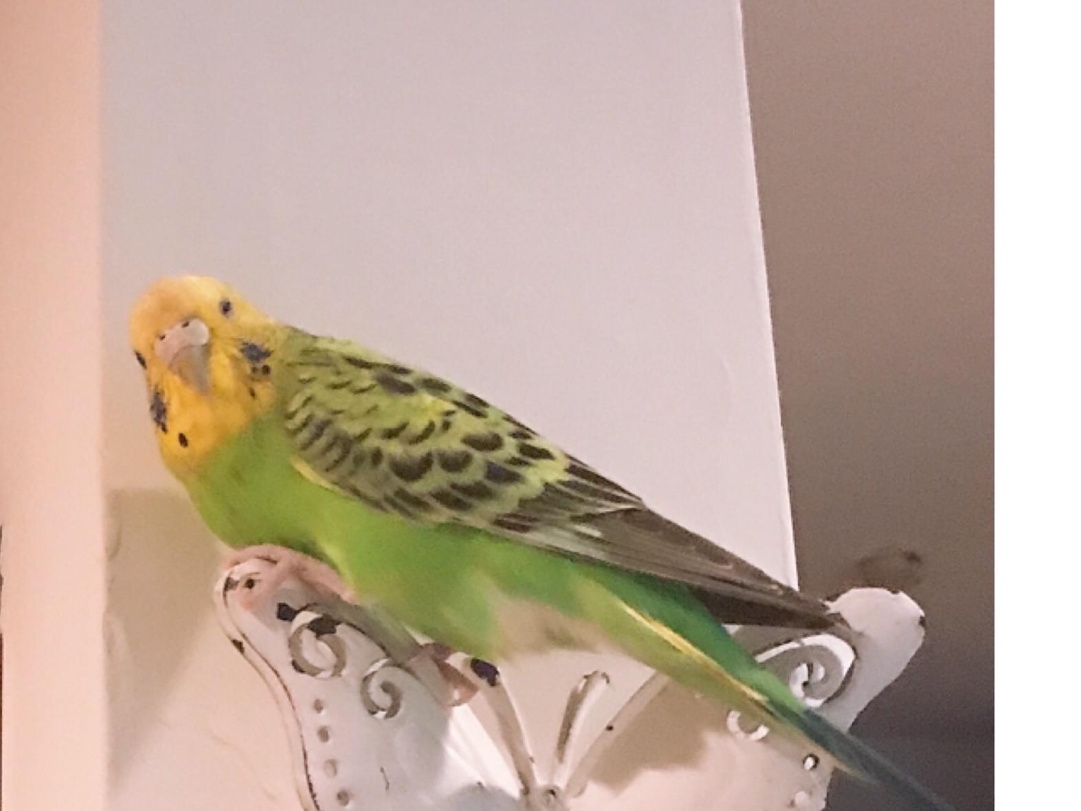 あずきちゃん あずきちゃん