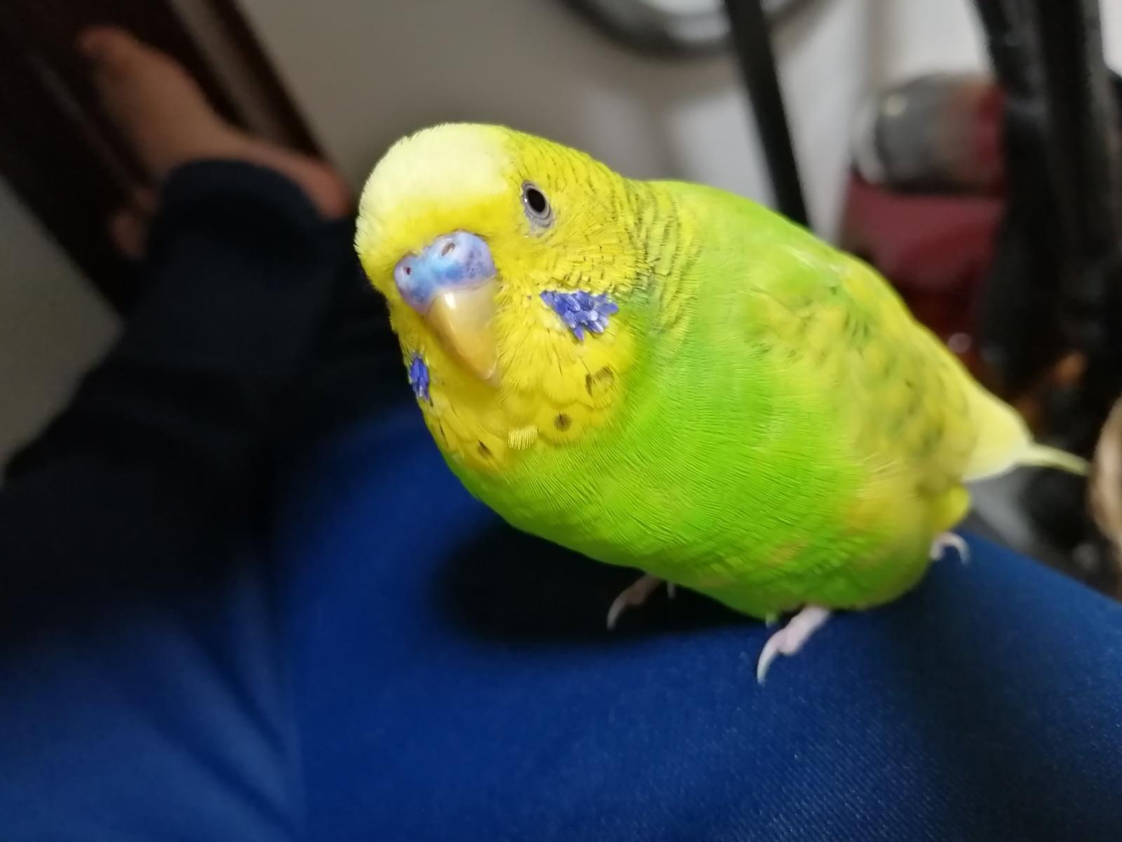 オリちゃん オリちゃん