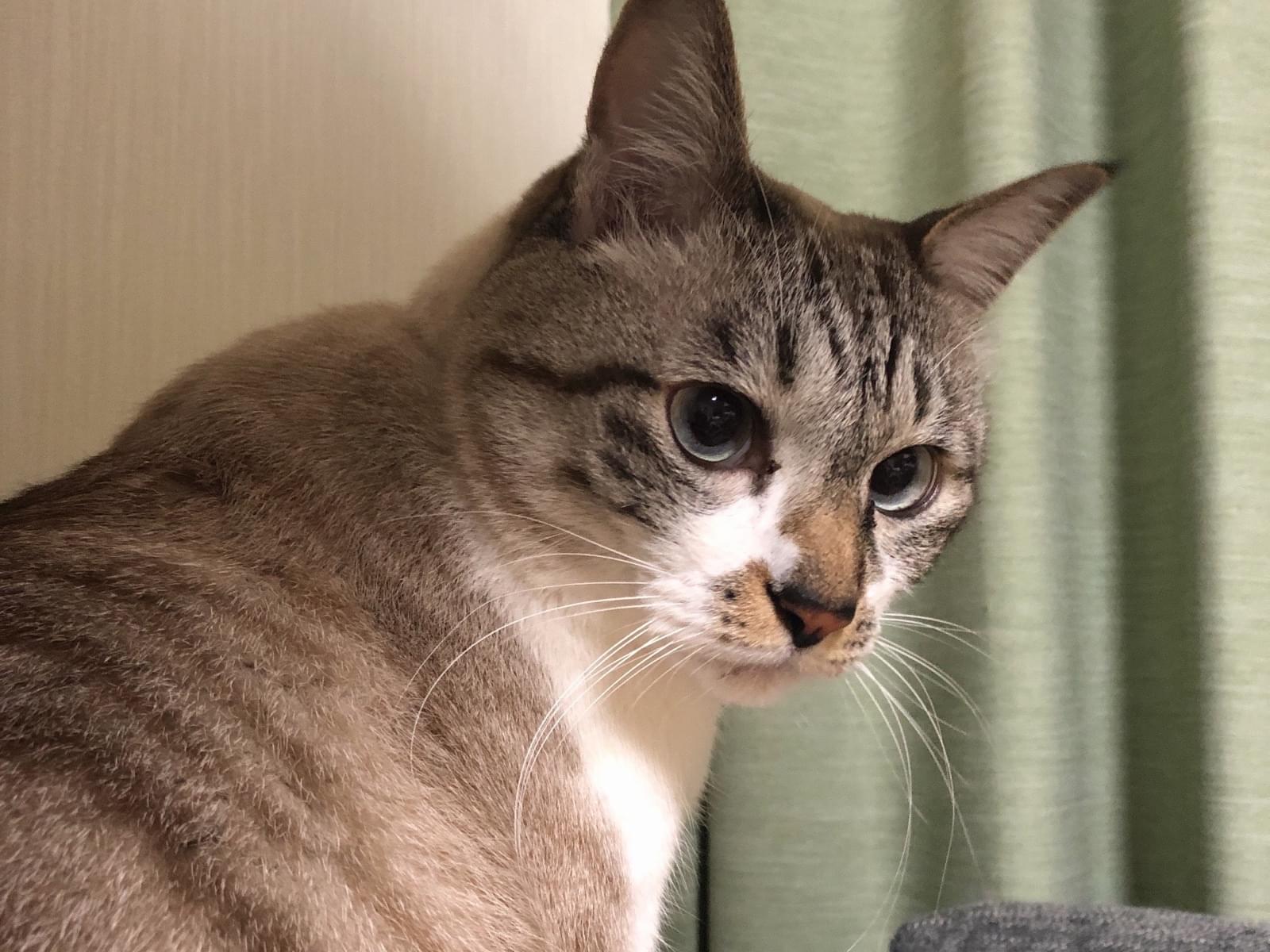 こたろうちゃん こたろうちゃん