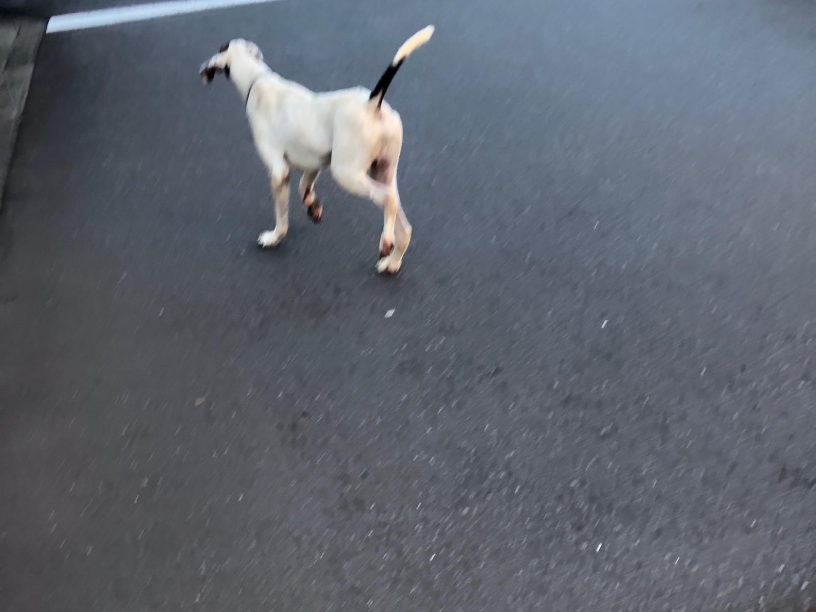 目撃された犬 目撃された犬