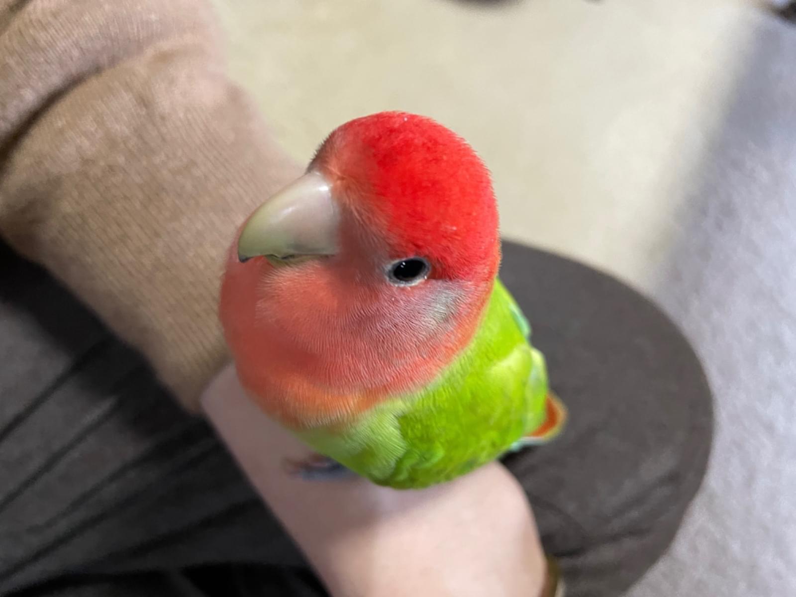 クリちゃん クリちゃん