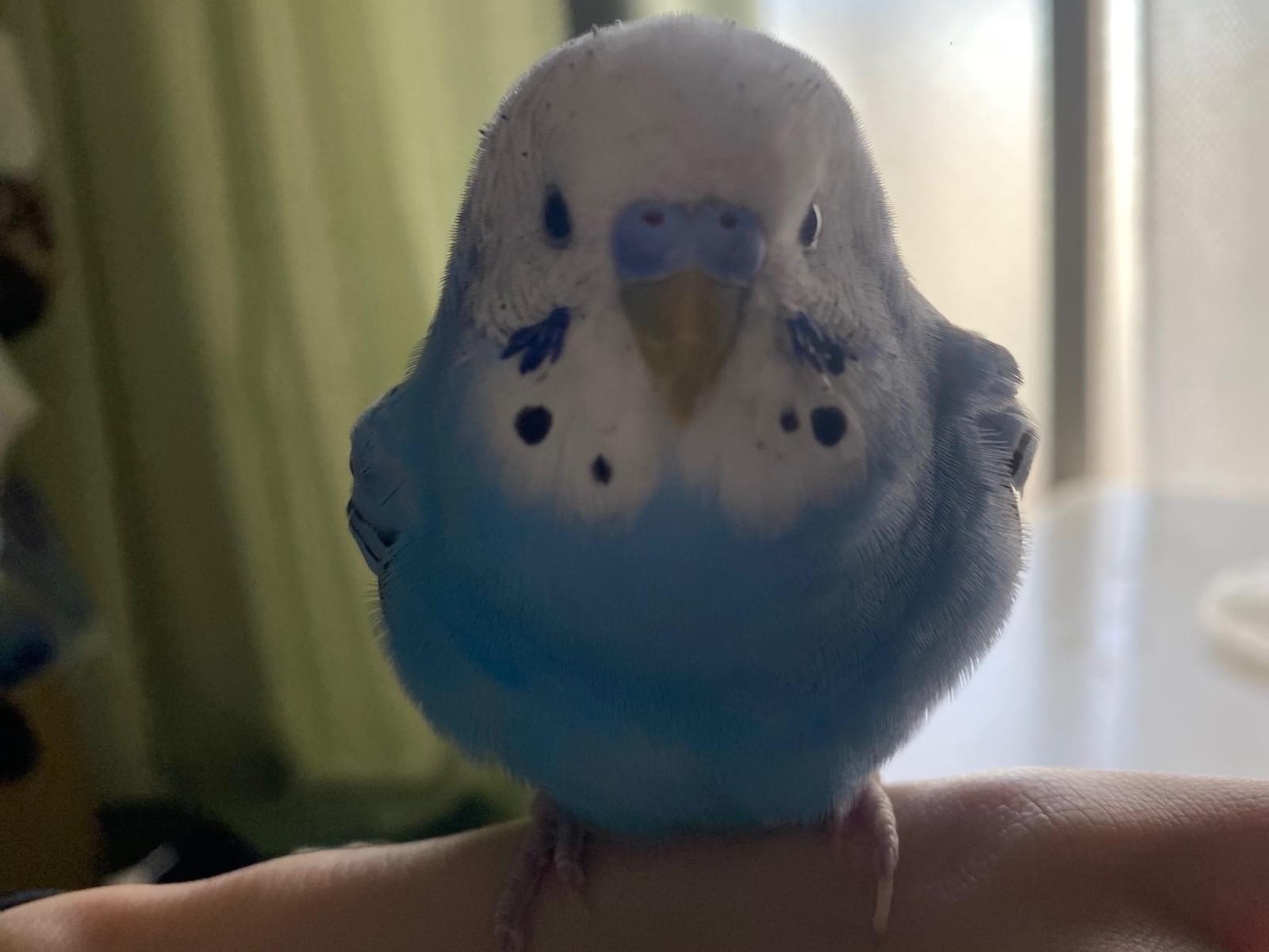 てるちゃん てるちゃん