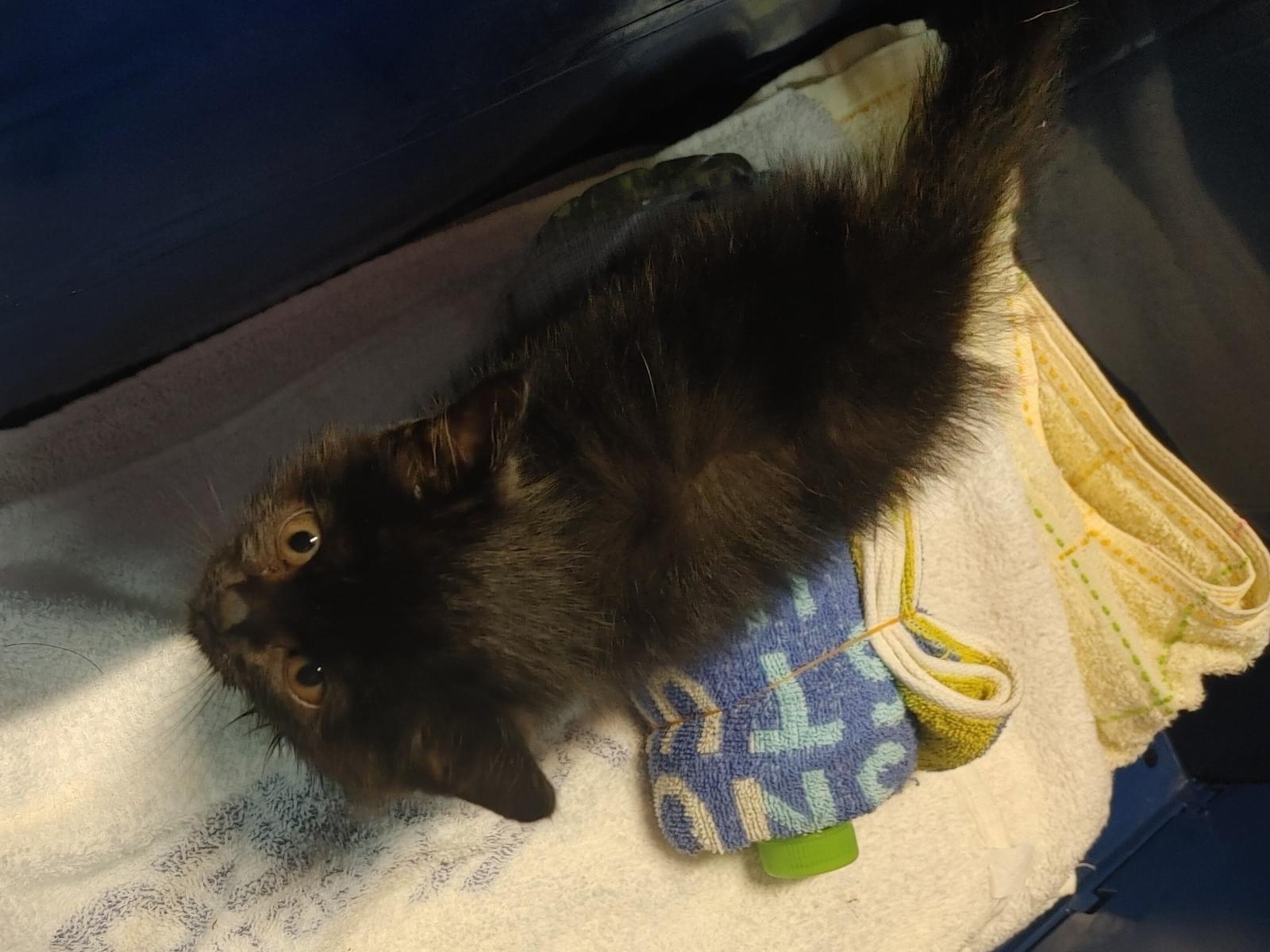 保護された猫 保護された猫