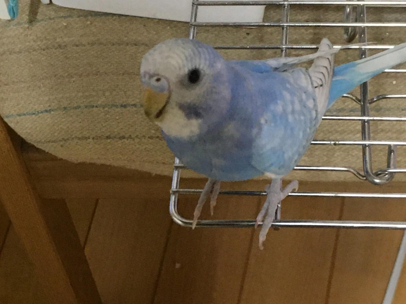 ちびっちょちゃん ちびっちょちゃん