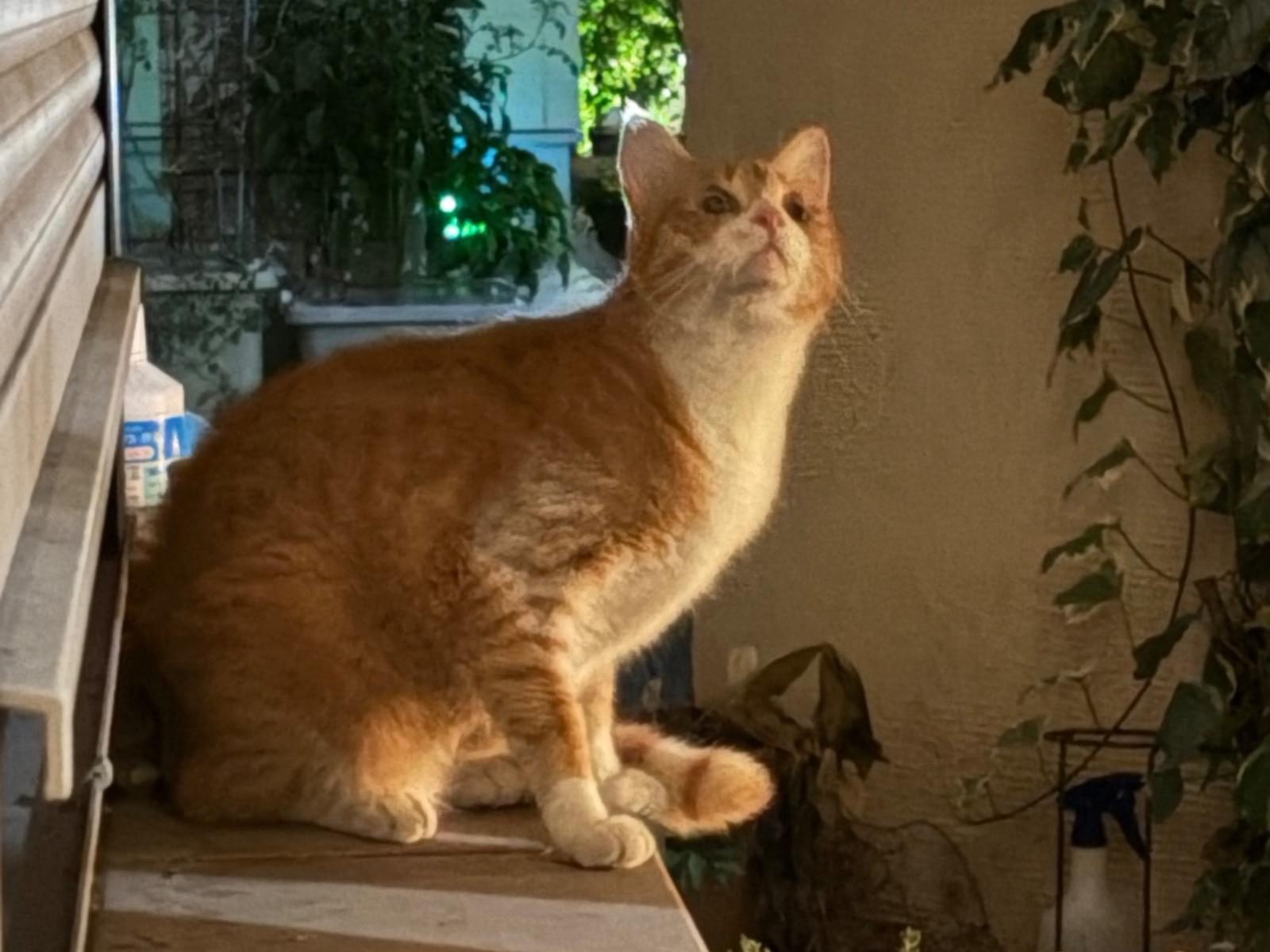 目撃された猫 目撃された猫