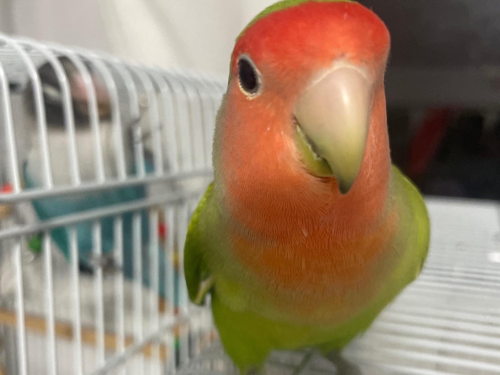コザクラインコの繁殖の基本