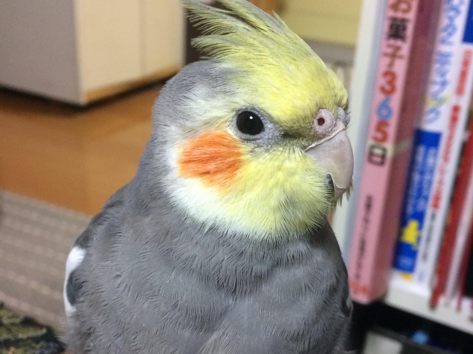マルちゃん マルちゃん