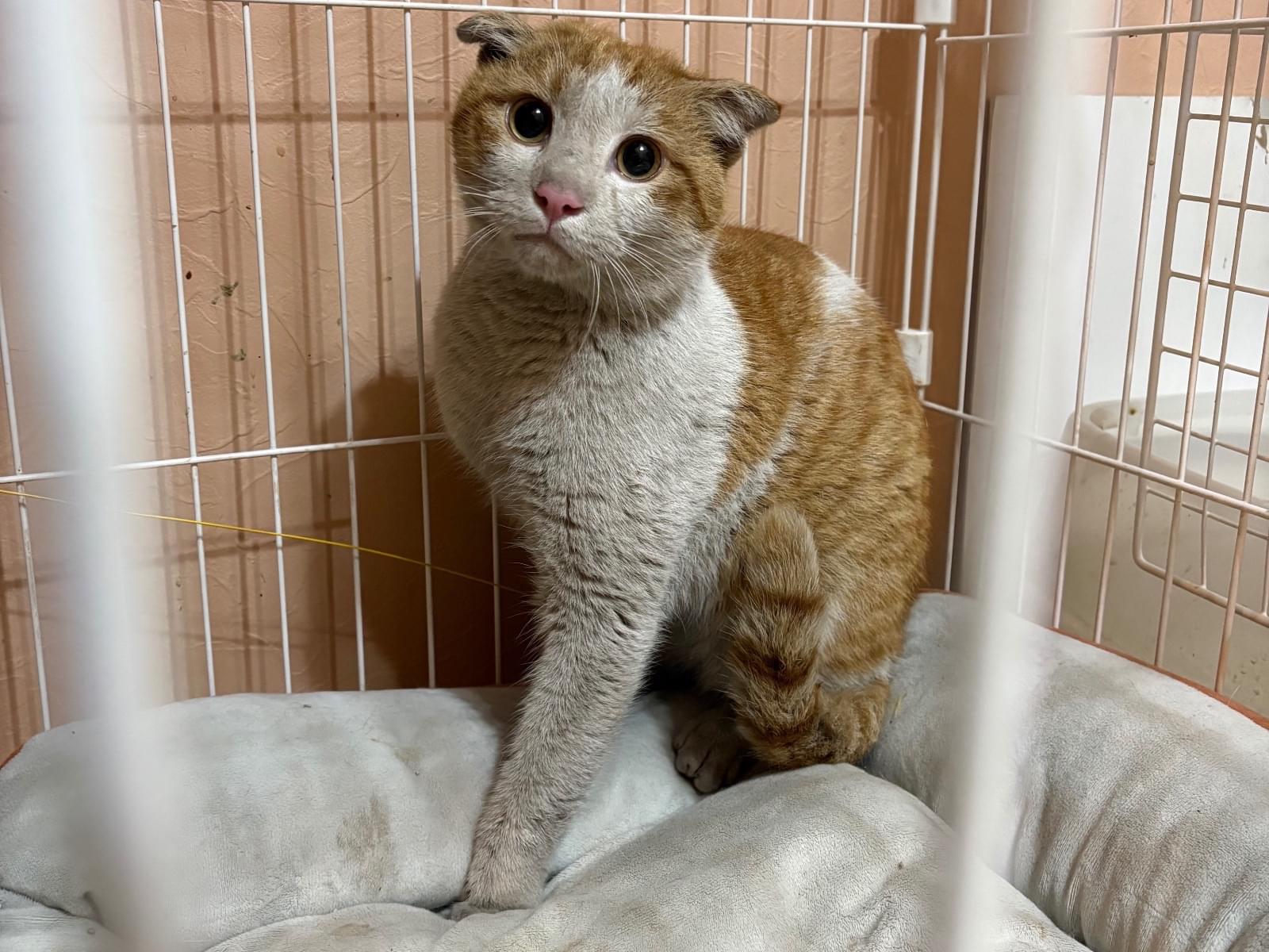 保護された猫 保護された猫