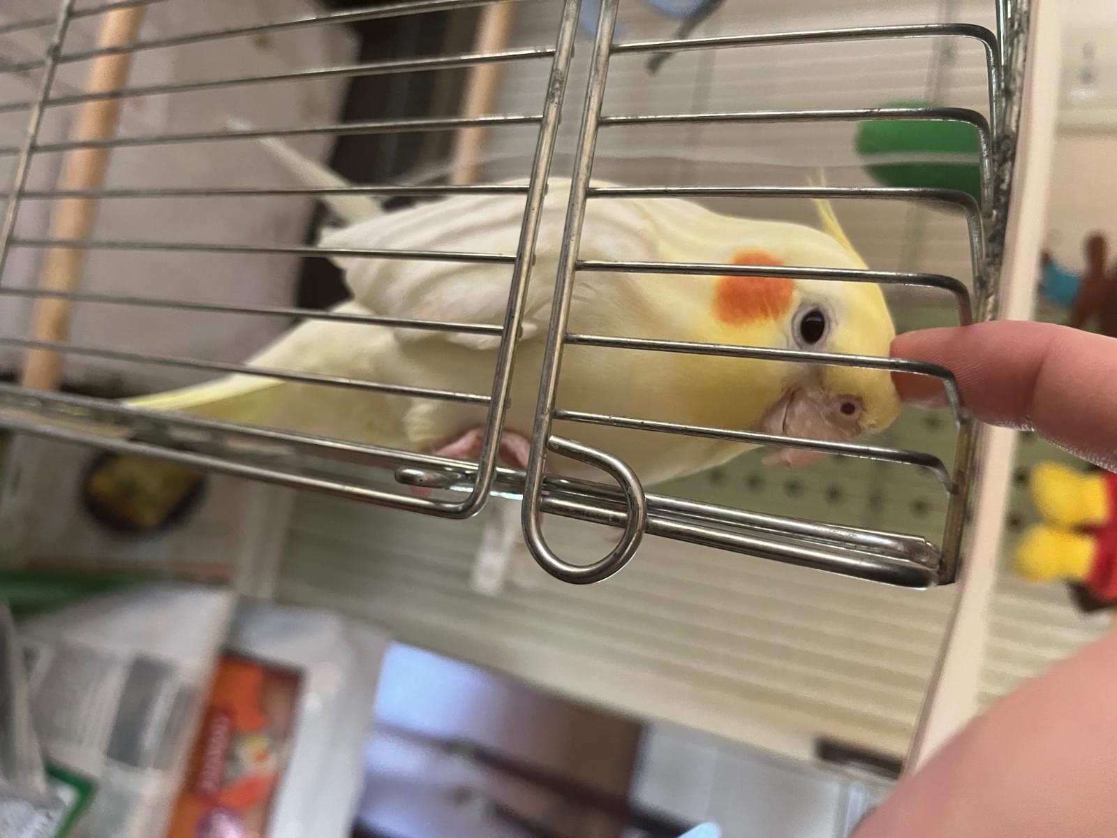 ピーちゃん ピーちゃん