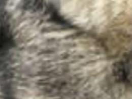目撃された犬 目撃された犬