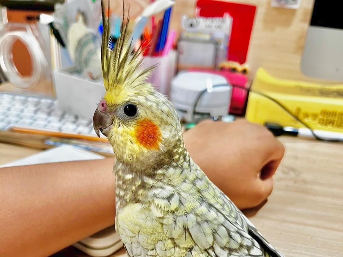 ハリーちゃん ハリーちゃん