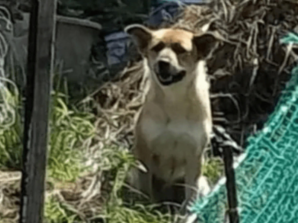 目撃された犬 目撃された犬