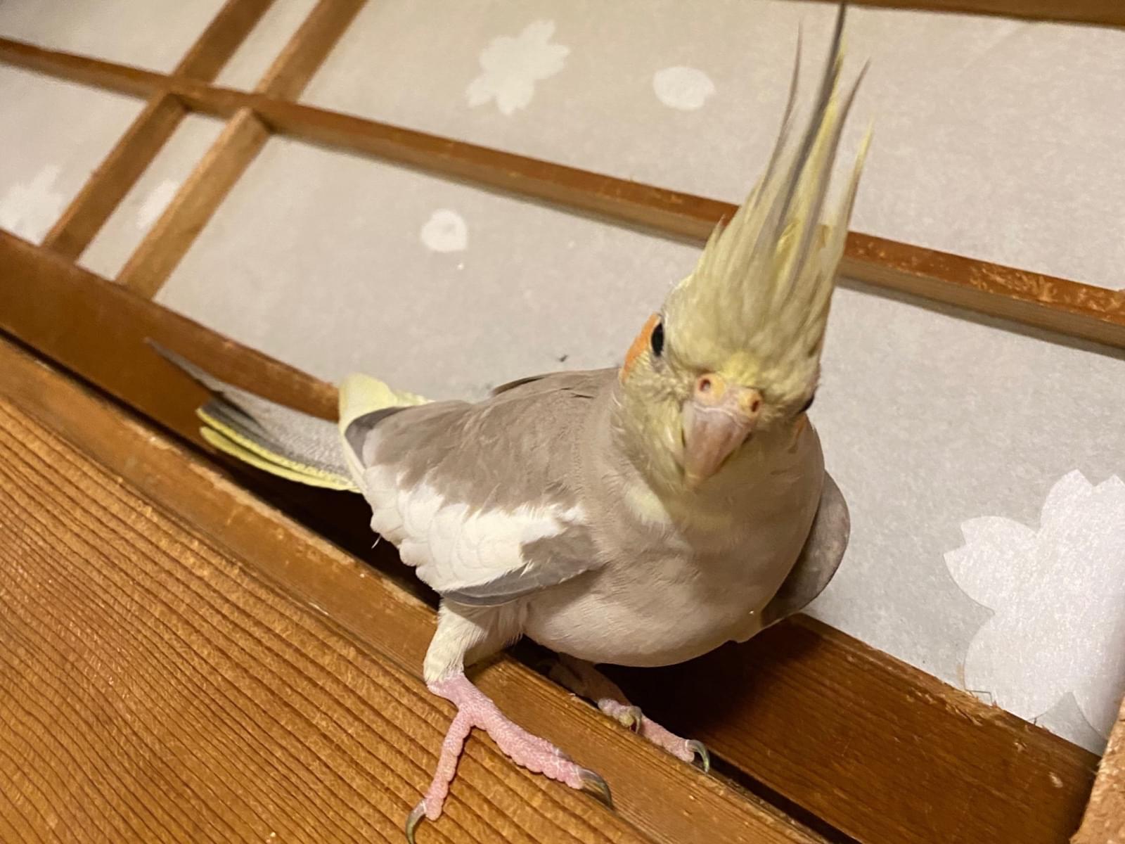 おかもとちゃん おかもとちゃん