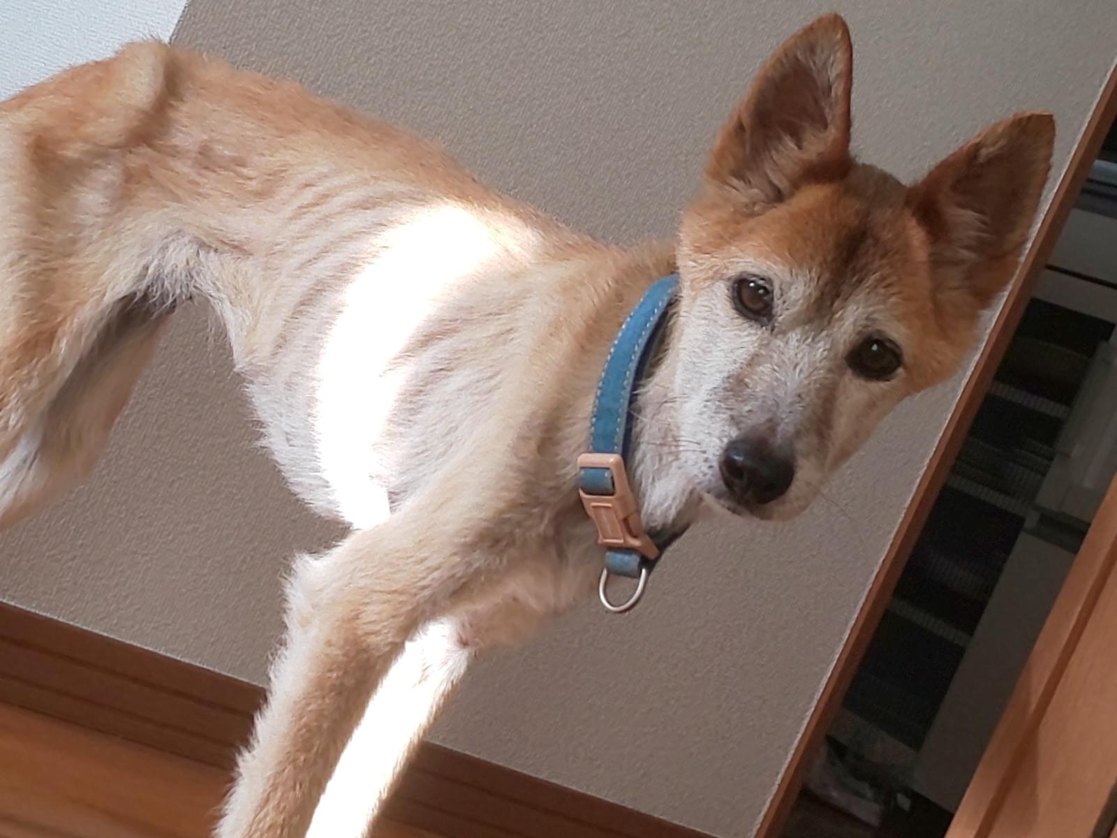 保護された犬 保護された犬