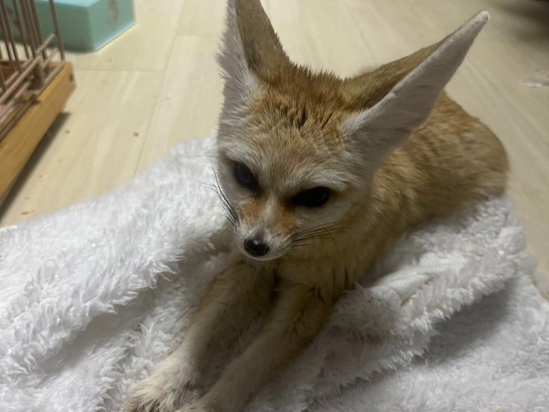 スノウミニーちゃん スノウミニーちゃん