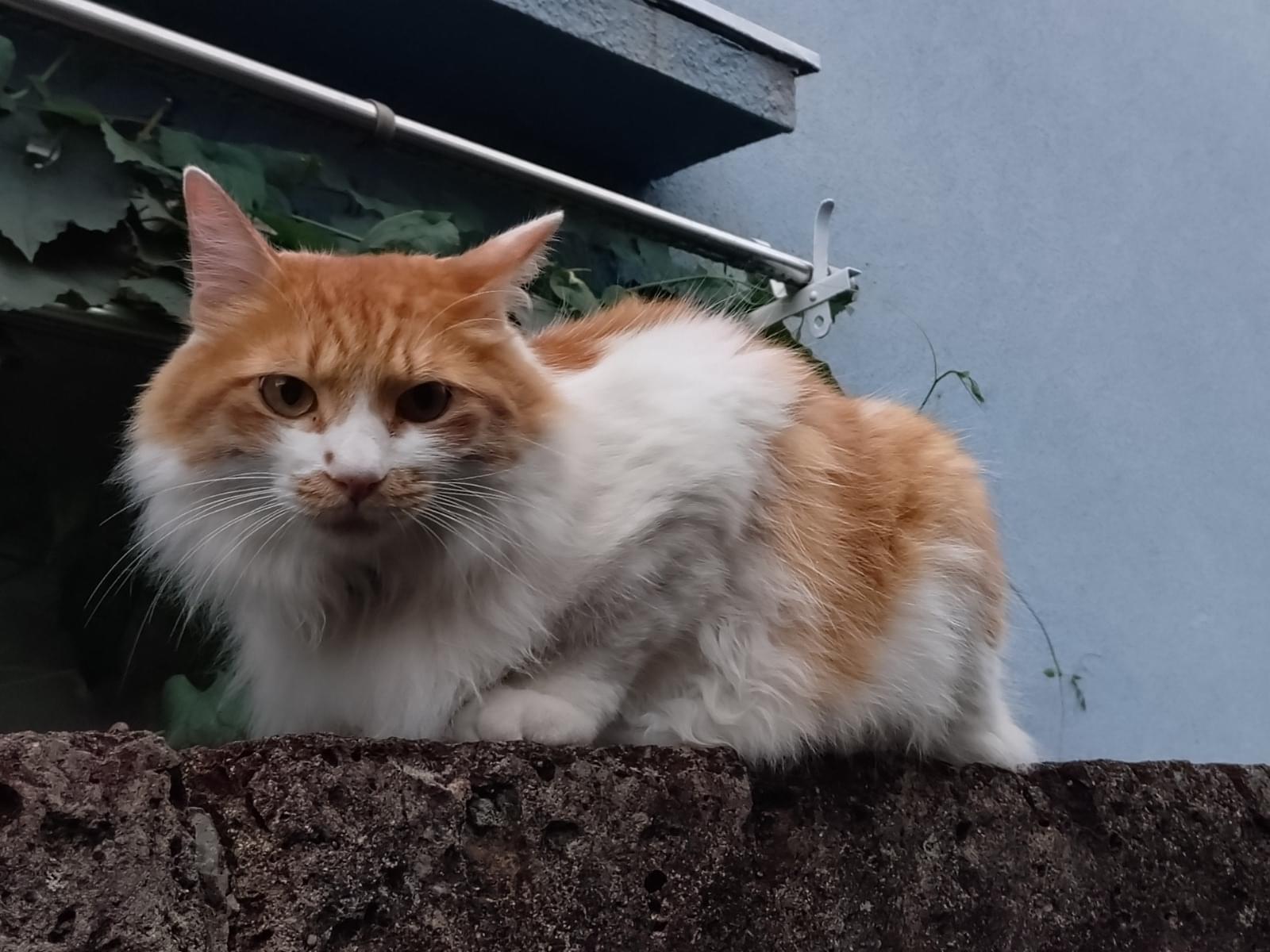 目撃された猫