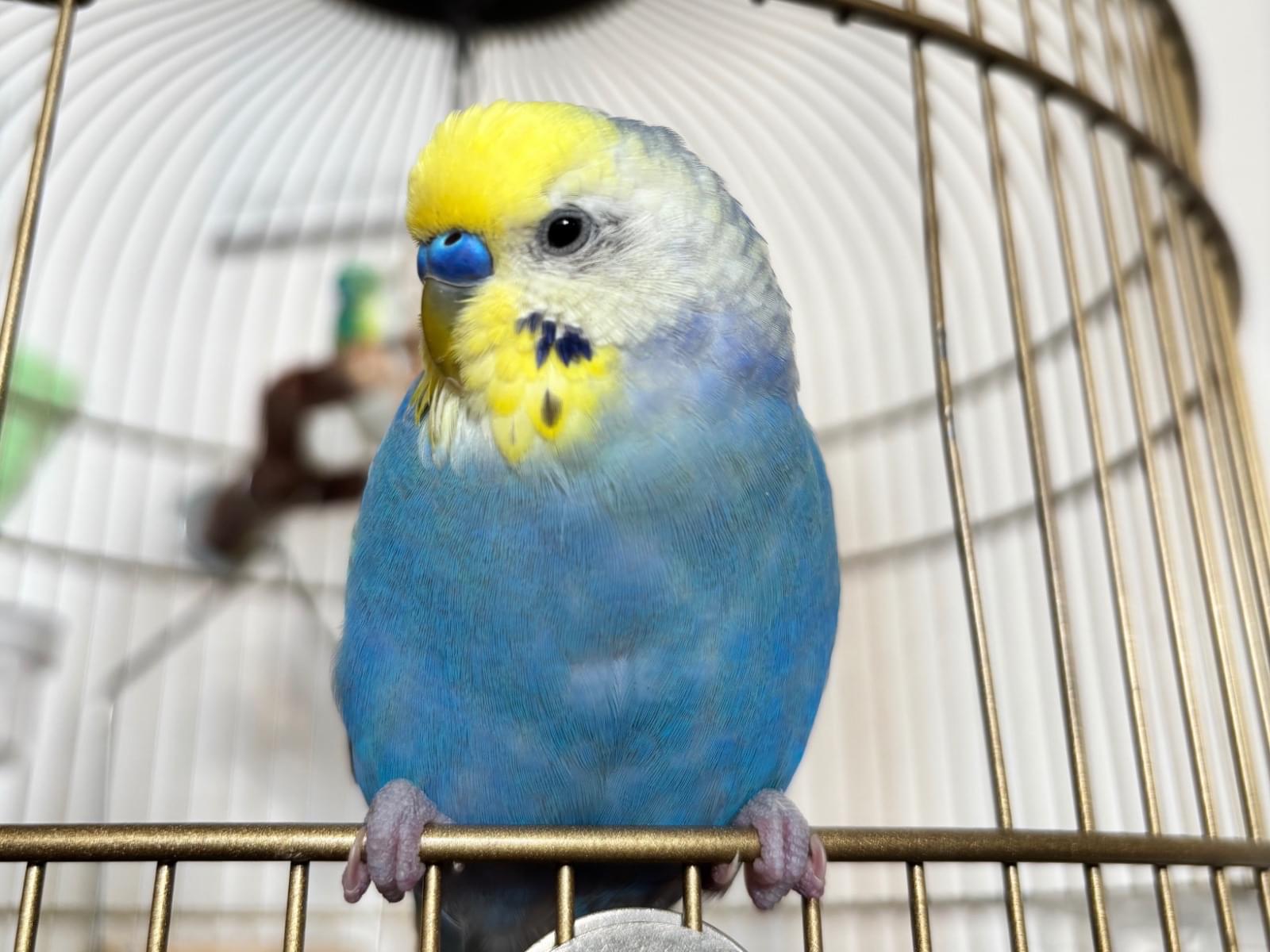 ぴぴちゃん ぴぴちゃん